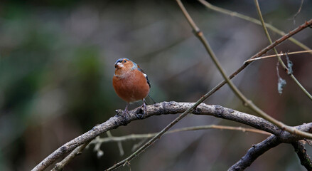 Male chaffinch foraging for food