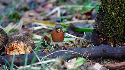 Male chaffinch foraging for food