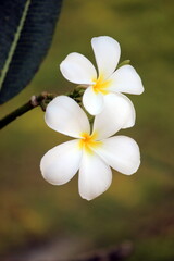 Fototapeta na wymiar Plumeria (Frangipani) which is known as White Champa flowers from India. This flower when plucked it release a milk alike liquid. this is used in worshiping god. it has lovely aroma. 