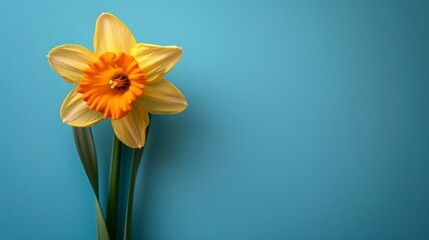 Bright yellow daffodil on vibrant blue background with space for text, spring floral concept deco