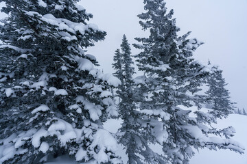 snow-covered branches of Christmas trees on the mountainside in Sheregesh during a blizzard in bad...