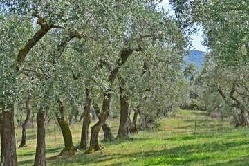 Uliveti  nella campagna di Soriano nel Cimino, Viterbo, Tuscia - Lazio
