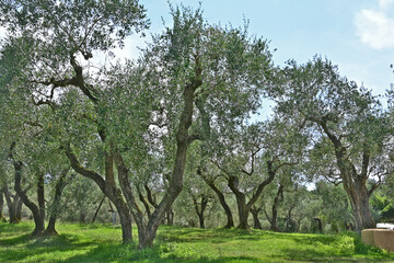 Uliveti  nella campagna di Soriano nel Cimino, Viterbo, Tuscia - Lazio
