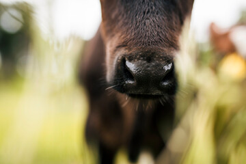 Cute brown cow calf nose © Laurence