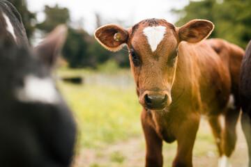 Young Cow Calf looking cute at the camera