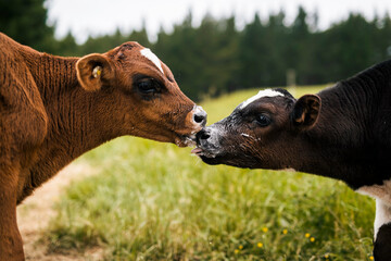 Two cute cow calves licking milk off of each others noses kissing