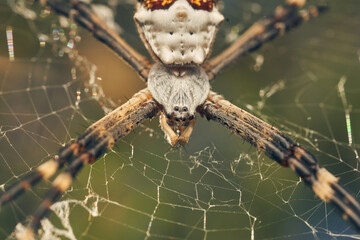 A Spider in its web (Argiope argentata)
