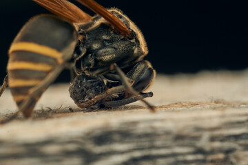 A wasp collecting wood for its diaper.