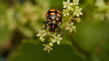 An orange ladybug perched on some white flowers