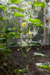 Small cucumbers with flower and tendrils ripen on a branch. Agriculture