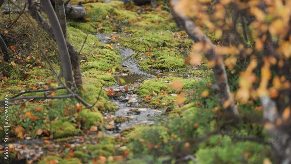 Poster a small creek meanders slowly between the banks covered in moss in the autumn forest. parallax video