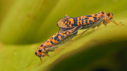 Two orange leafhopper mating on a green leaf