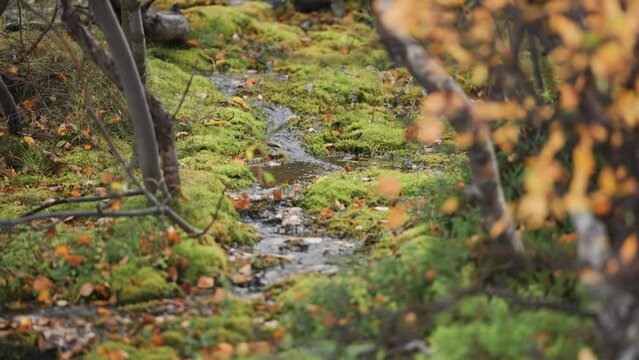 A small creek meanders slowly between the banks covered in moss in the autumn forest. Parallax video.