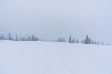 snow-covered Christmas trees among snowdrifts on the mountainside in Sheregesh during a blizzard in bad weather