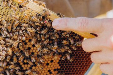 A man demonstrates with his hand (finger) the queen and the bees sitting on the wax frame. The...