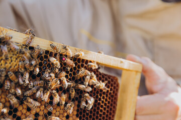 A beekeeper holds a frame with a queen and bees