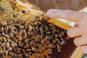 A man demonstrates with his hand (finger) the queen and the bees sitting on the wax frame. The...