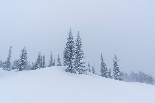 snow-covered Christmas trees among snowdrifts on the mountainside in Sheregesh during a blizzard in bad weather