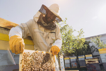 Happy Indian beekeeper takes out a frame with bees and honey from a beehive on a bee farm. The...