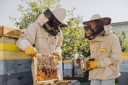International team of happy beekeepers, man takes out a wooden frame from a beehive and a woman holds smoker