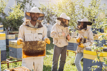 Beekeepers working to collect honey. Smiling beekeeper holding a wooden frame with honey and bees