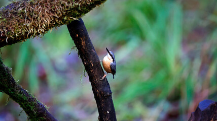 Nuthatch at a woodland site