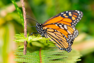 butterflies of different species from the butterfly museum in an exotic garden.