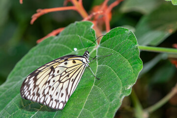 butterflies of different species from the butterfly museum in an exotic garden.