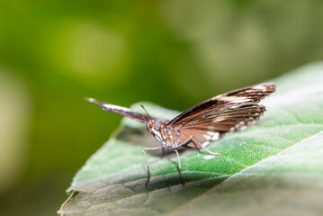 butterflies of different species from the butterfly museum in an exotic garden.