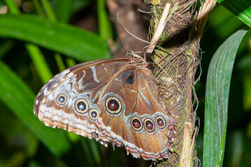 butterflies of different species from the butterfly museum in an exotic garden.