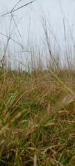 scene of coarse grass in the field