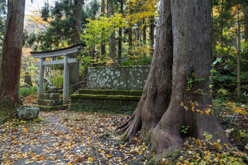 日本　青森県十和田市奥瀬十和田湖畔休屋の十和田湖湖畔にある十和田神社の鳥居と杉並木参道の紅葉
