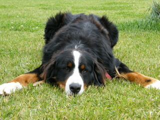 bernese mountain dog