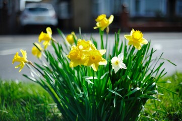 Fototapeta premium Spring Daffodils next to the road