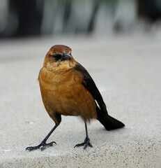 Female Boat-tailed Grackle on the look out for food
