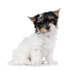 Cute Biewer Terrier dog pup, sitting up side ways. Looking straight to camera. Isolated on a white background.