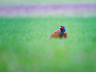 one male pheasant courting on a green meadow in the morning