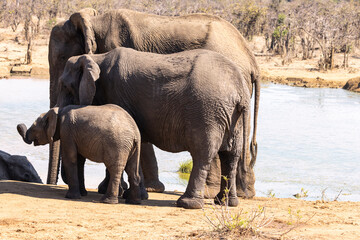 African elephant family standing together at the water