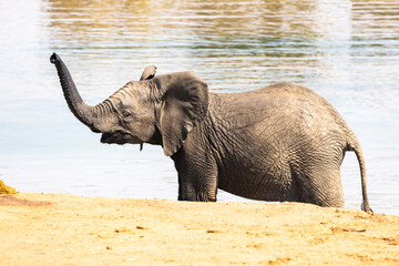 Young  African elephant at the water with its trunk up