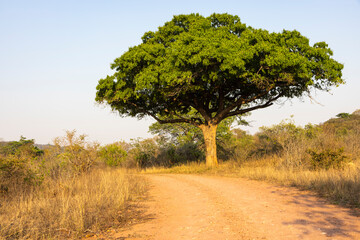 Large tree with green leaves between dry grass next to the gravel road