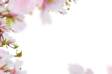 Fototapeta na wymiar Fresh pink magnolia flowers border isolated on white