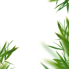 Fototapeta na wymiar Bamboo green fresh leaves isolated. Floral corners element universal