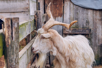 charm of rural life with a close-up of a domestic goat, its furry coat and long horns adding to its...