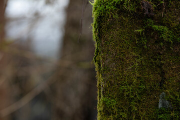 moss on a concrete fence in the middle of nature
