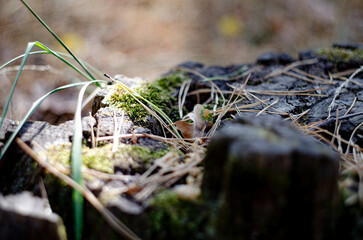 A stump with moss on which the sun shines