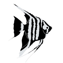Angelfish black. Monochrome illustration fish.
