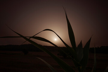 Sun rising behind dark corn plant leaves silhouette. Backlit effect