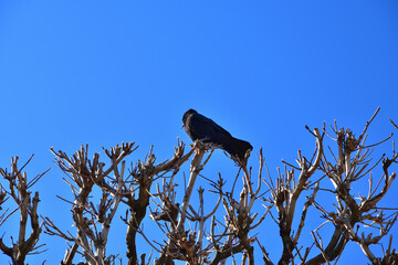Paris, France. A crow perched on a tree in the Tuileries Gardens during winter. February 27, 2022.