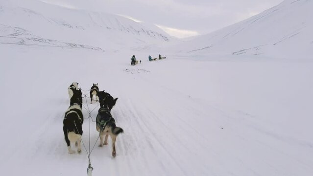 Dog sledding in Bolterdalen valley in Svalbard. Norway.