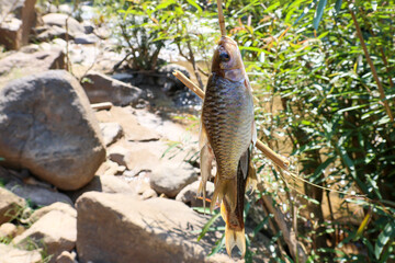 Selective Focus a river fish caught by villagers along a river in a pristine forest in Thailand.